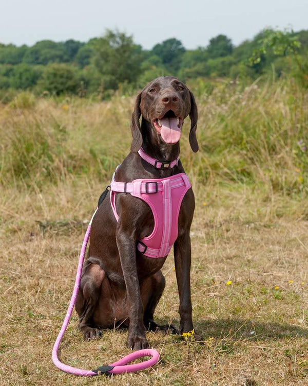 Comfort Step-in Dog Harness - Pink - Long Paws