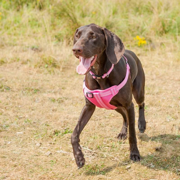 Comfort Step-in Dog Harness - Pink - Long Paws