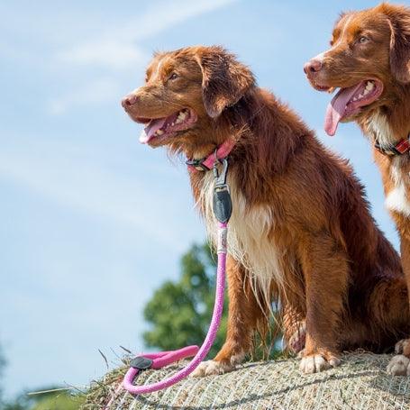 Comfort Dog Collar - Pink - Long Paws