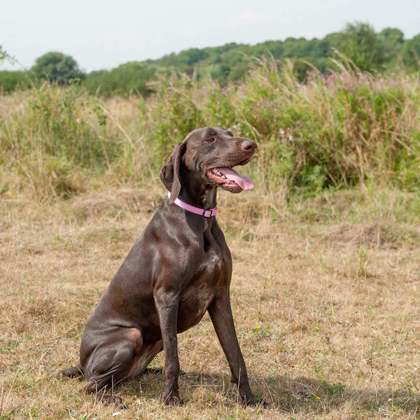 Comfort Dog Collar - Pink - Long Paws