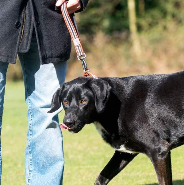 Safety Belt Strap | Close Control Lead - Long Paws