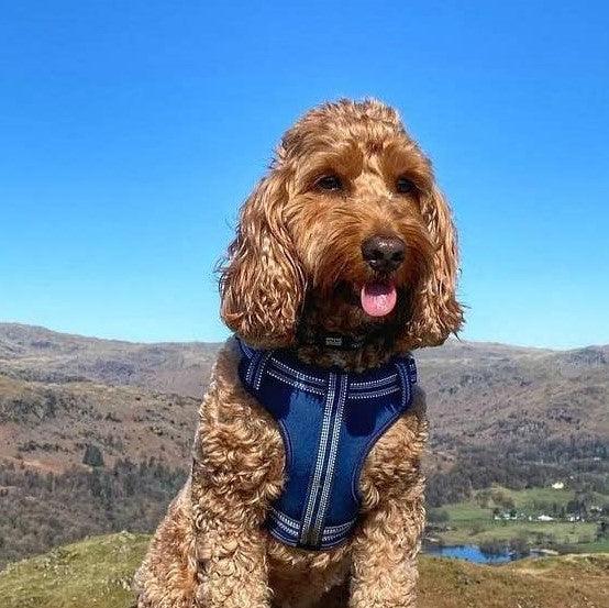 Bouvier Des Flandres Rock Tavern Bouviers Eukanuba Adult Large