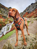 Earth Friendly - Trig Point Harness - Long Paws