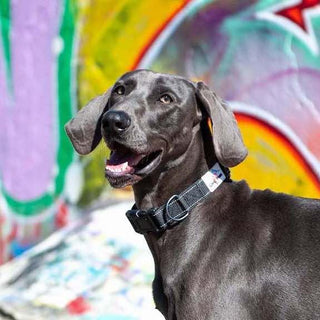 Reflective Dog Collar - Black - Long Paws