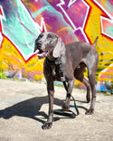 Reflective Dog Collar & Leash Set - Black - Long Paws
