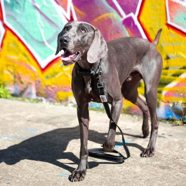 Reflective Dog Leash - Black - Long Paws