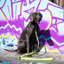 Multi-Function Neon Training Lead - Long Paws