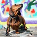 Bungee Lead Extender - Long Paws