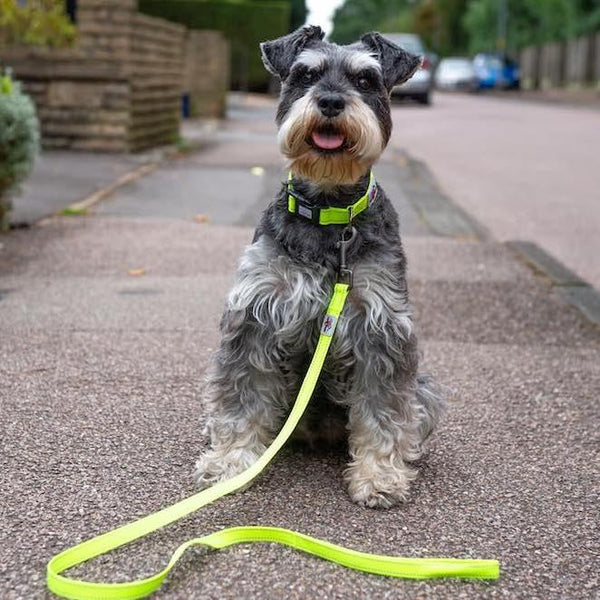 Neon Collar & Webbing Lead Set - Long Paws