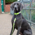 Neon Collar & Webbing Lead Set - Long Paws