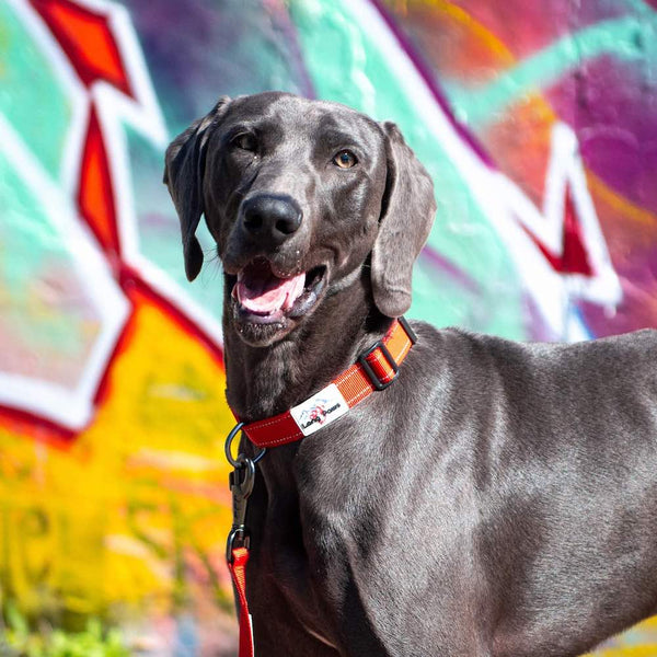 Reflective Dog Collar - Red