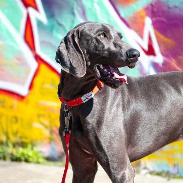 Reflective Dog Leash - Red