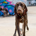 Comfort Dog Collar - Black - Long Paws