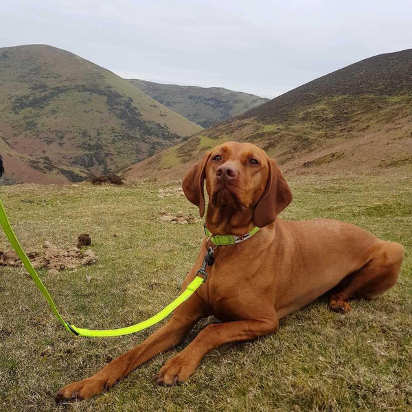 Neon Collar & Multi-function Training Lead Set - Long Paws