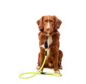 Neon Collar & Reflective Rope Lead Set - Long Paws