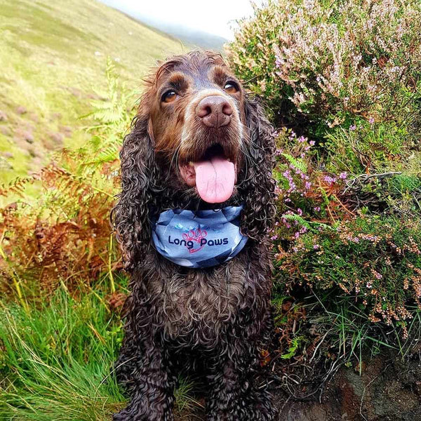 PupStretch Camo Bandanas - Desert Camo