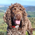 Reflective Dog Collar - Red